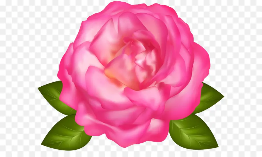 Centifolia Rosas，De Escritorio Papel Tapiz PNG