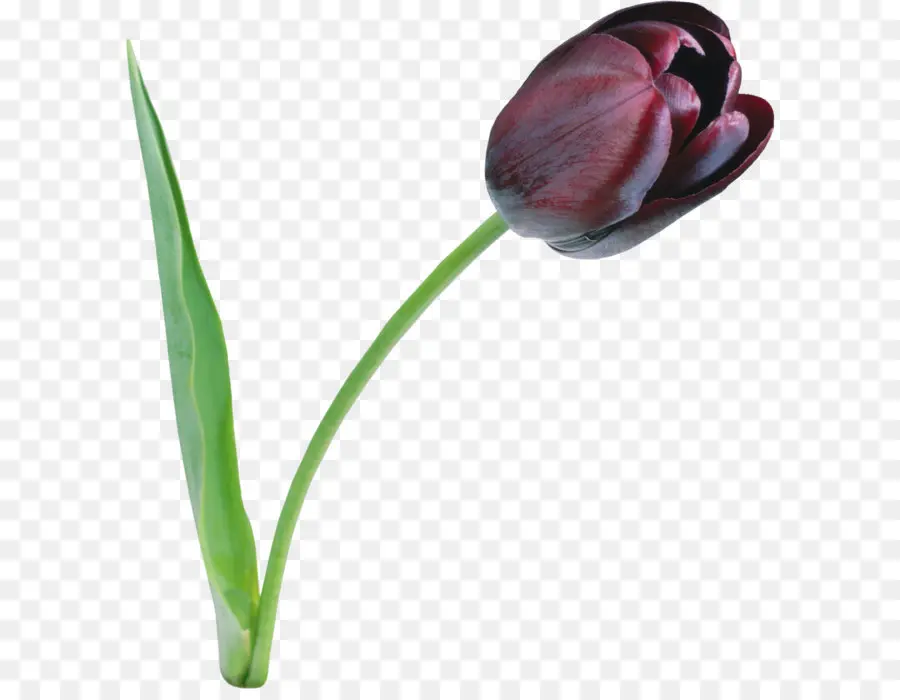 El Negro Tulip，Tulip PNG
