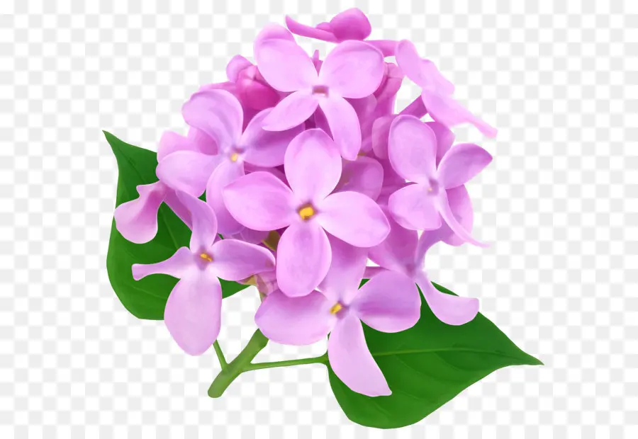 Crisantemo Grandiflorum，Flor PNG