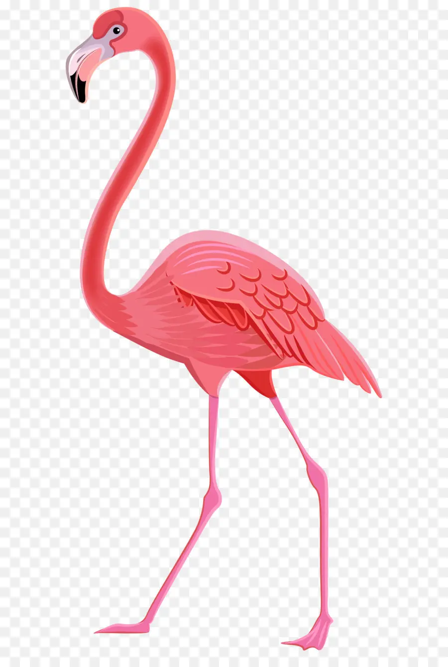 Aves，Flamingo PNG