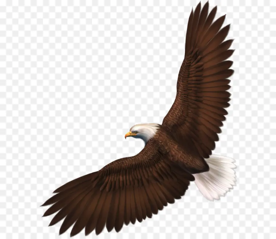 Calvo águila，Aves PNG