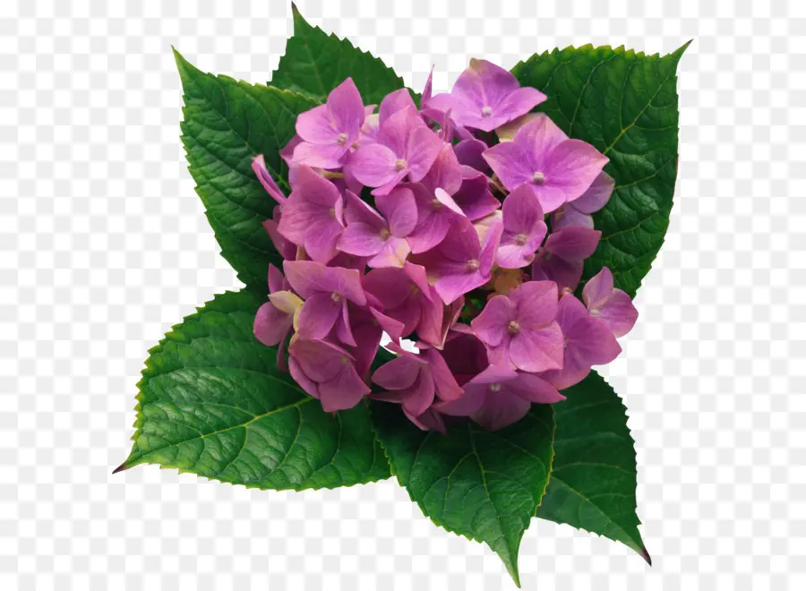 Francés Hortensia，Hortensia Involucrata PNG