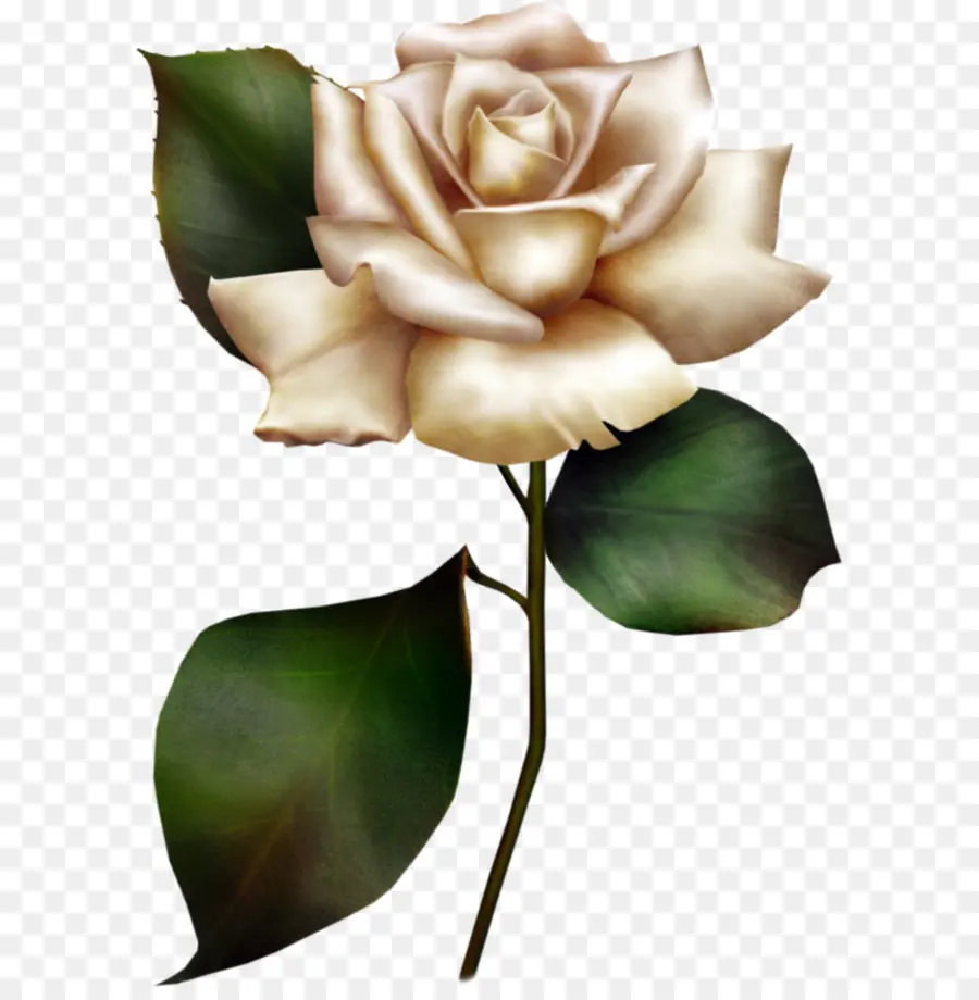 Rosa Blanca，Provenir PNG