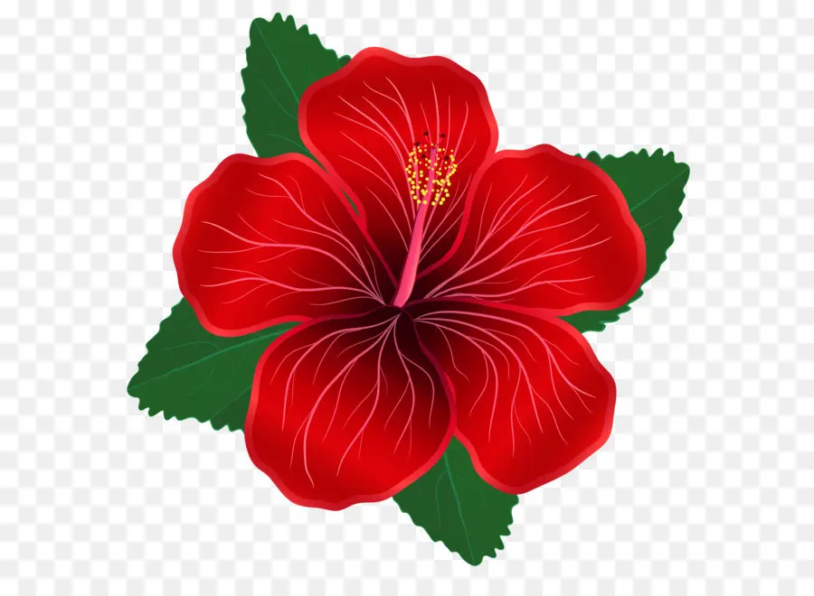 Flor，Rojo PNG