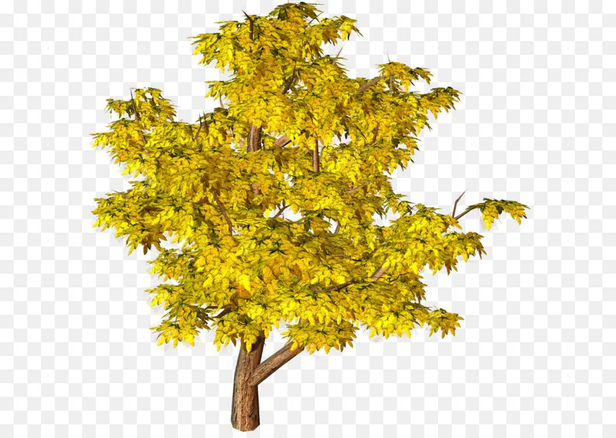 Arboles Y Arbustos，Árbol PNG