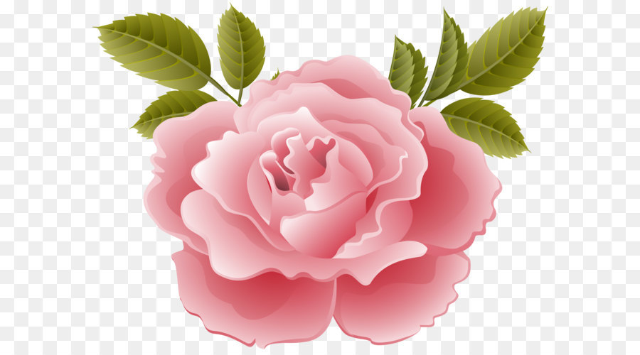 Rosa Morada，Florecer PNG