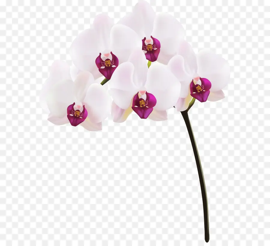 Orquídea Blanca，Planta PNG