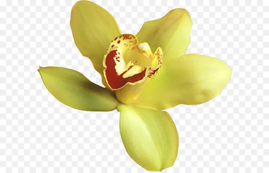 Orquídea Amarilla，Pétalos PNG