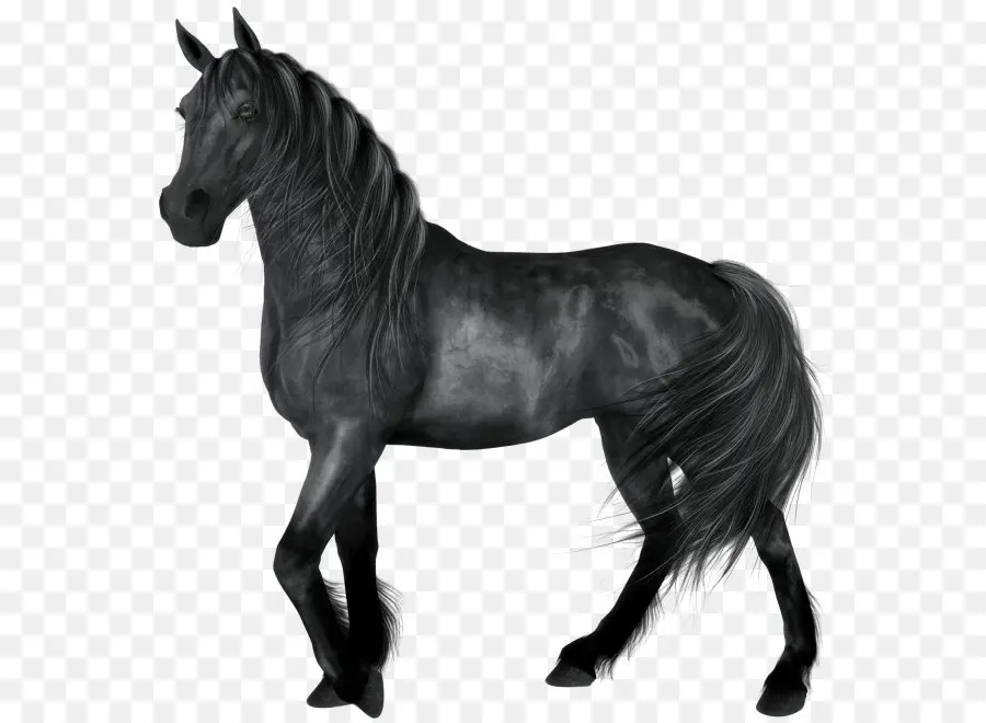 American Trimestre Caballo，Kladruber PNG