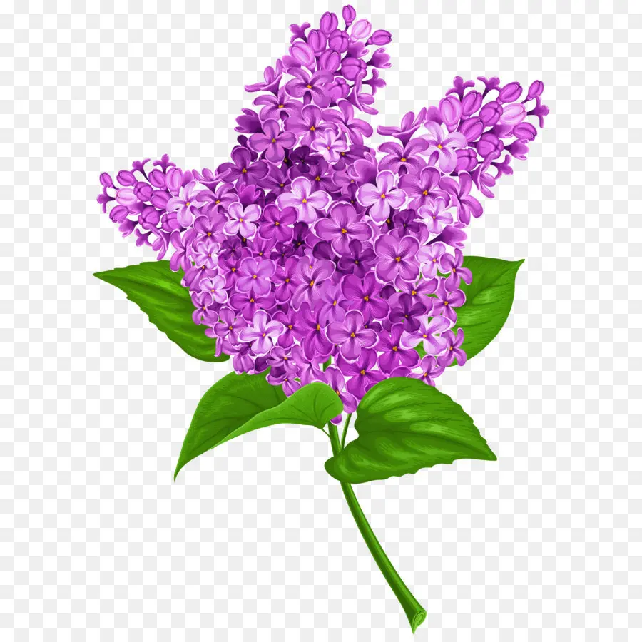 Lila，Lavanda PNG