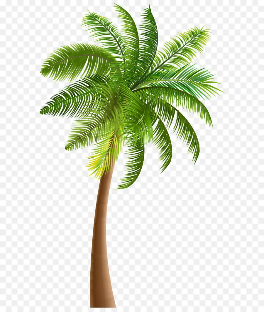 Arecaceae，Coco PNG