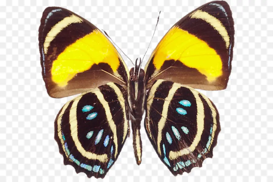 Mariposa，Greta Auto PNG