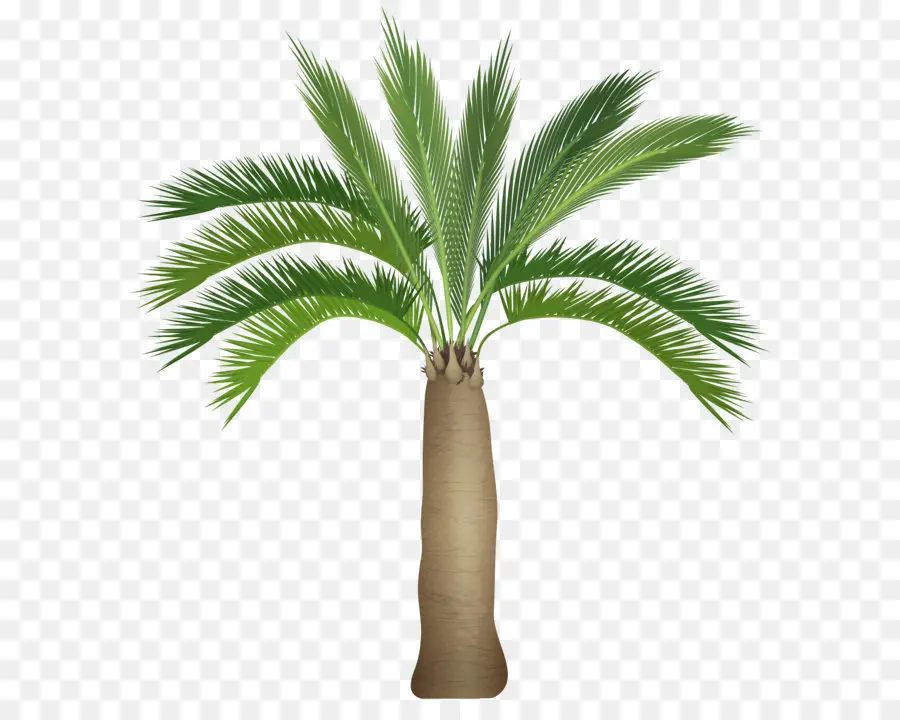 Palmera，Tropical PNG