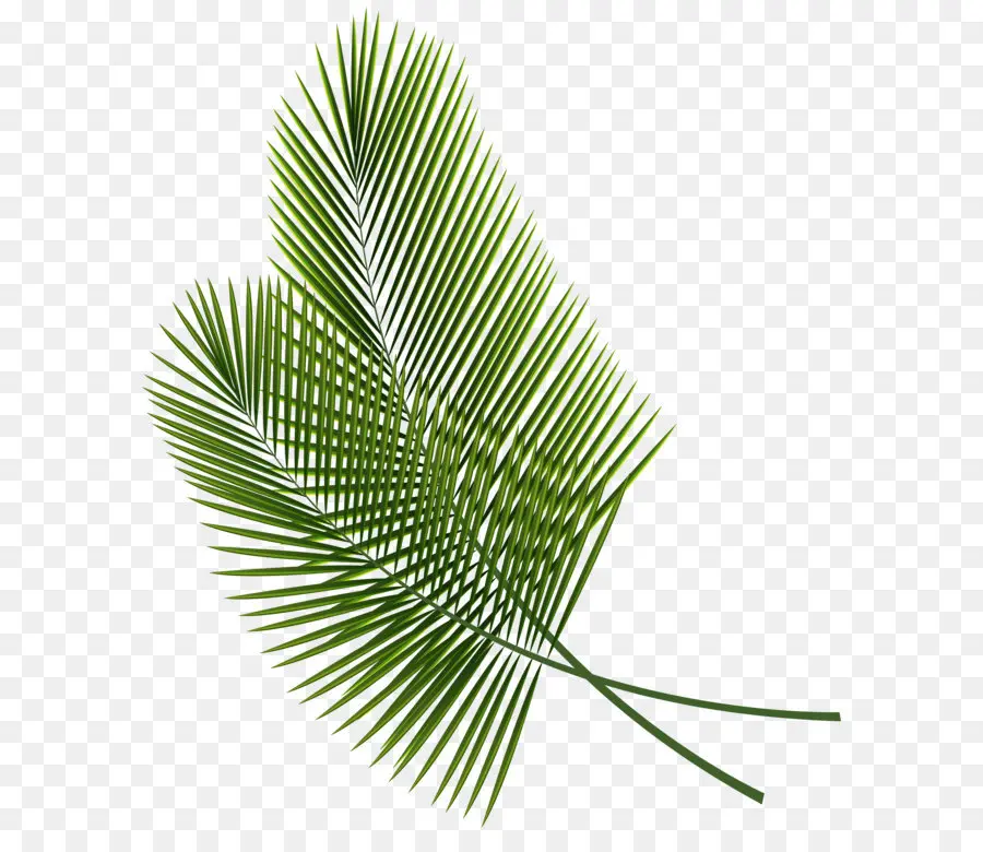 Hoja，Arecaceae PNG