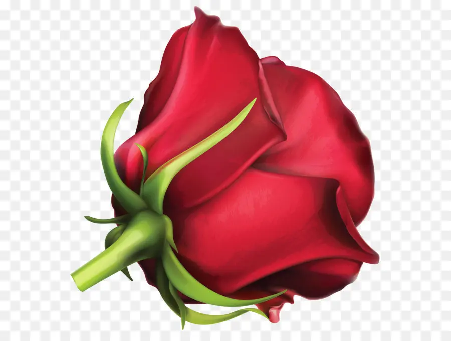 Rosa，Rojo PNG