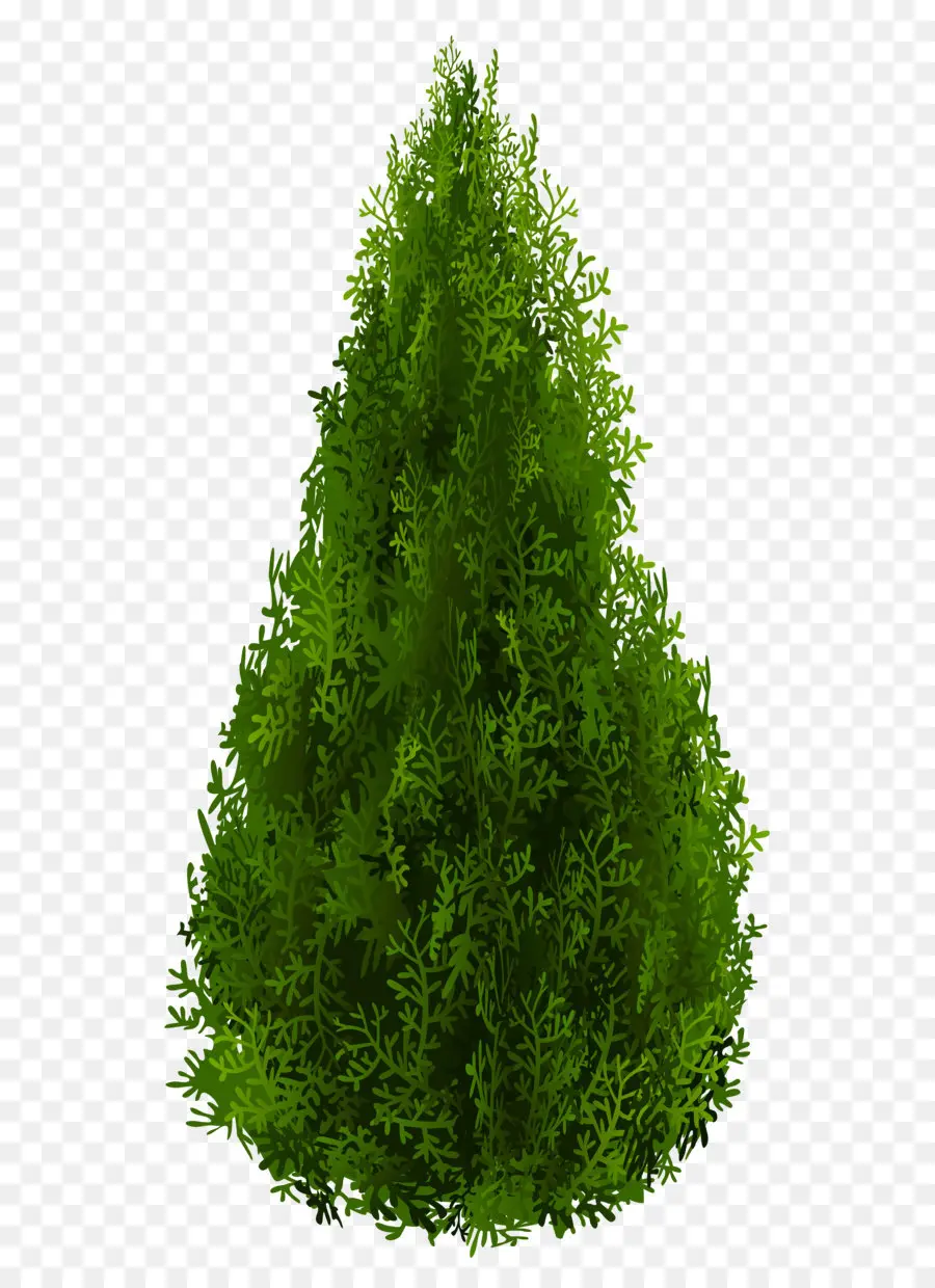 Arborvitae，Arbusto PNG