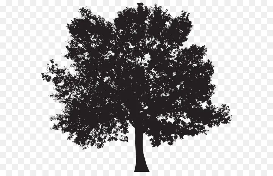 Árbol，Silueta PNG