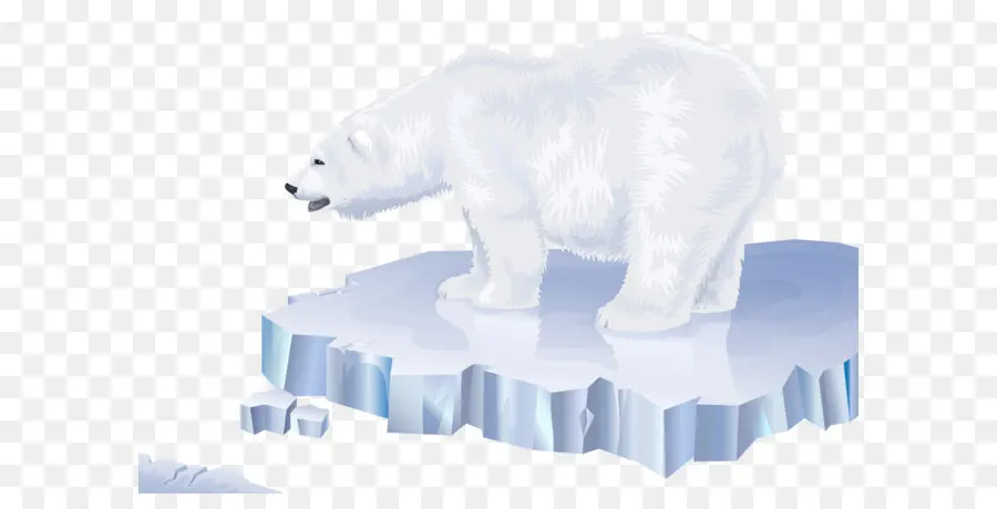 Polar Bear，Oso PNG