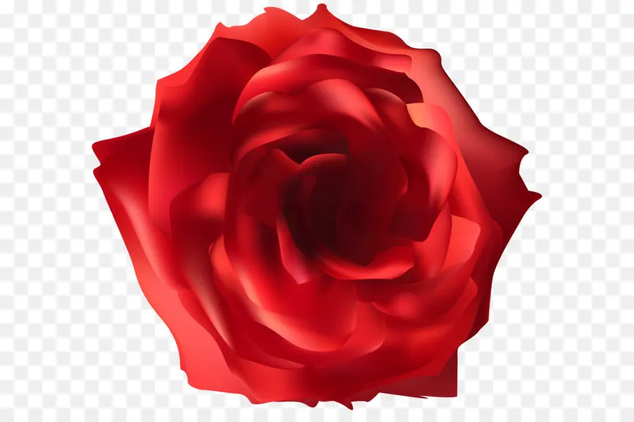 Rosa，Jardín De Las Rosas PNG