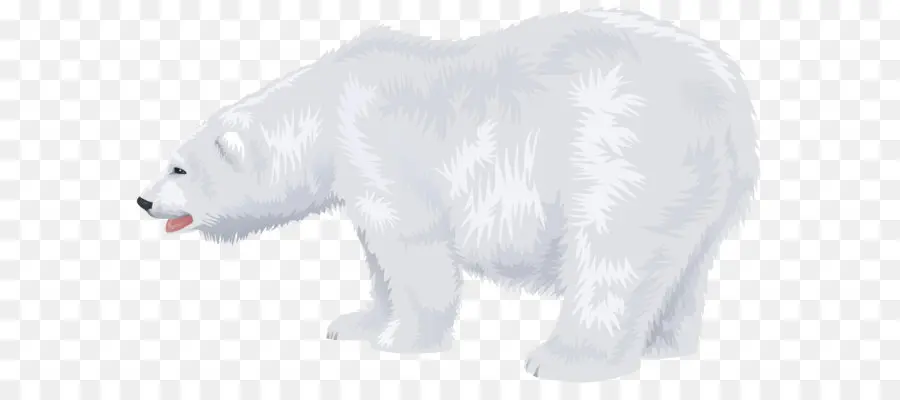 Oso，Oso Polar PNG