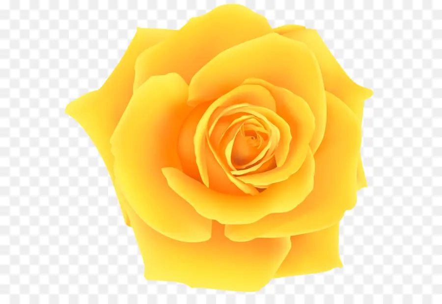 Amarillo，Rosa PNG