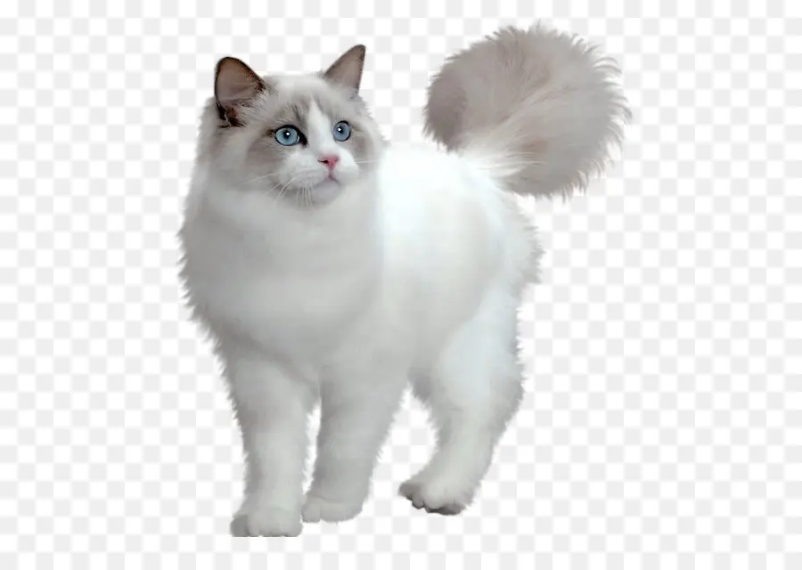 Persa Cat，Minué Cat PNG