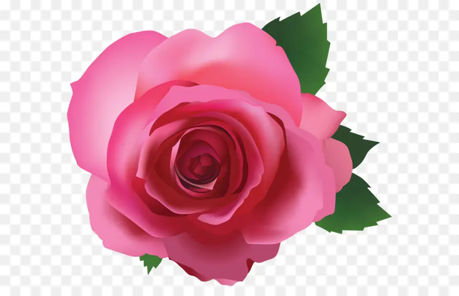Rosa，Flores Rosadas PNG