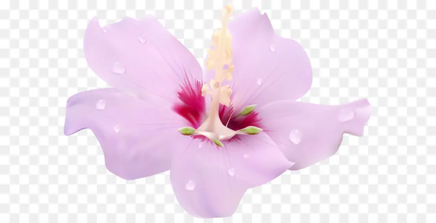 Flor，Hibisco PNG