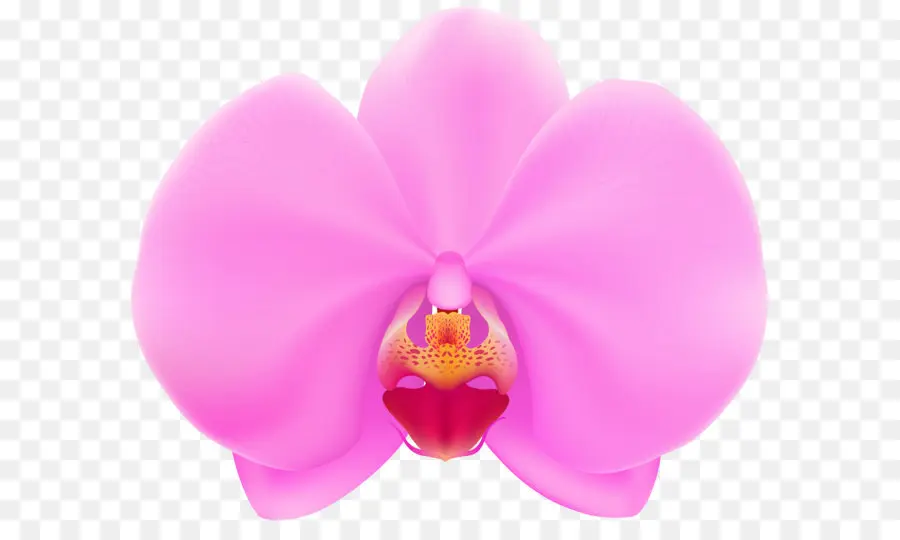 Flor，Las Orquídeas PNG