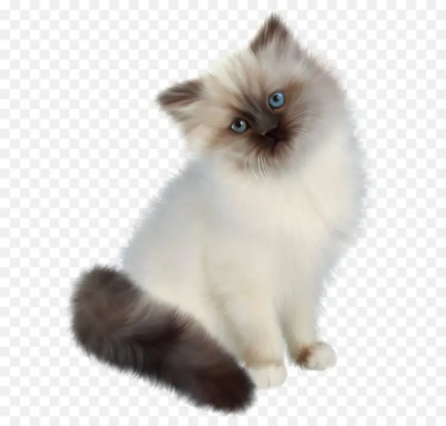 Persa Cat，Ragdoll PNG