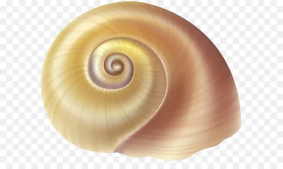 Caparazón，Espiral PNG