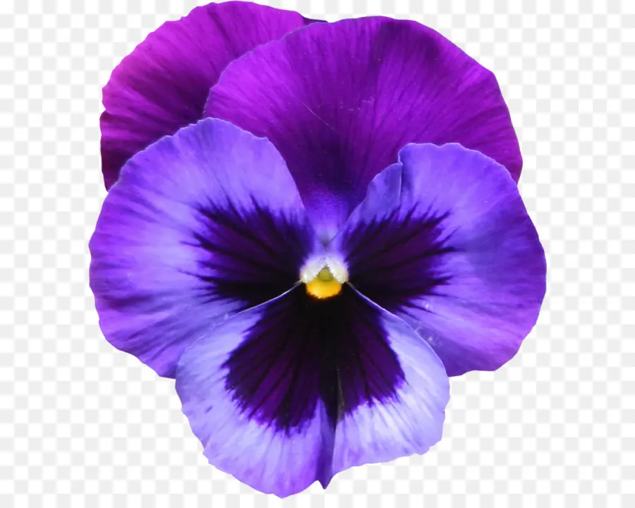 Dulce Violeta，Viola Club De La Hermandad PNG