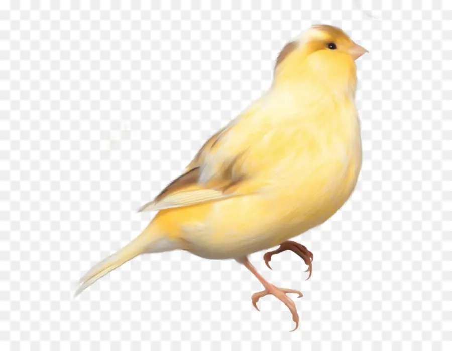 Pájaro Amarillo，Amarillo PNG