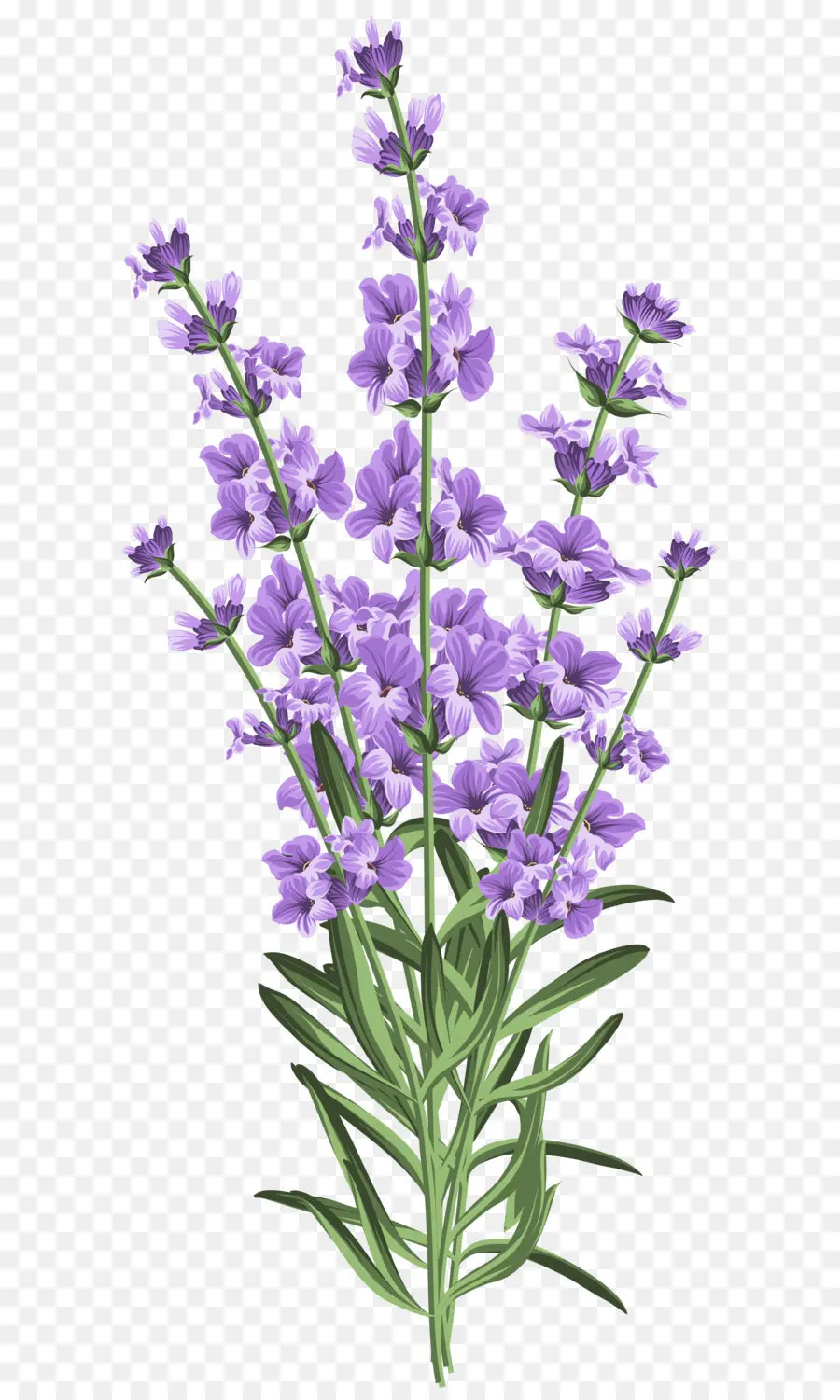 Lavanda，Aceites Esenciales PNG