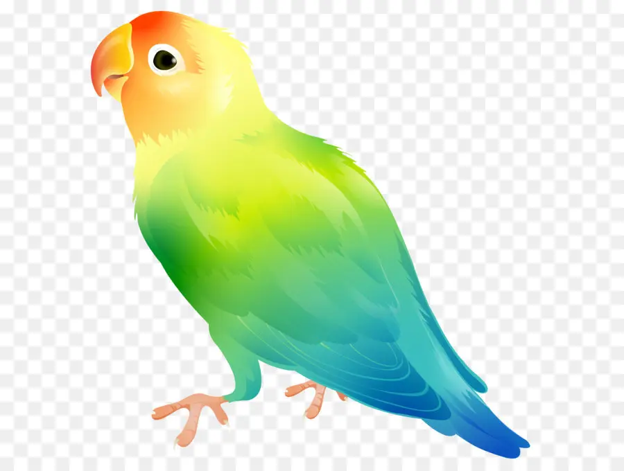 Loro，Aves PNG