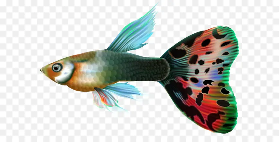 Guppy，Bony Peces PNG