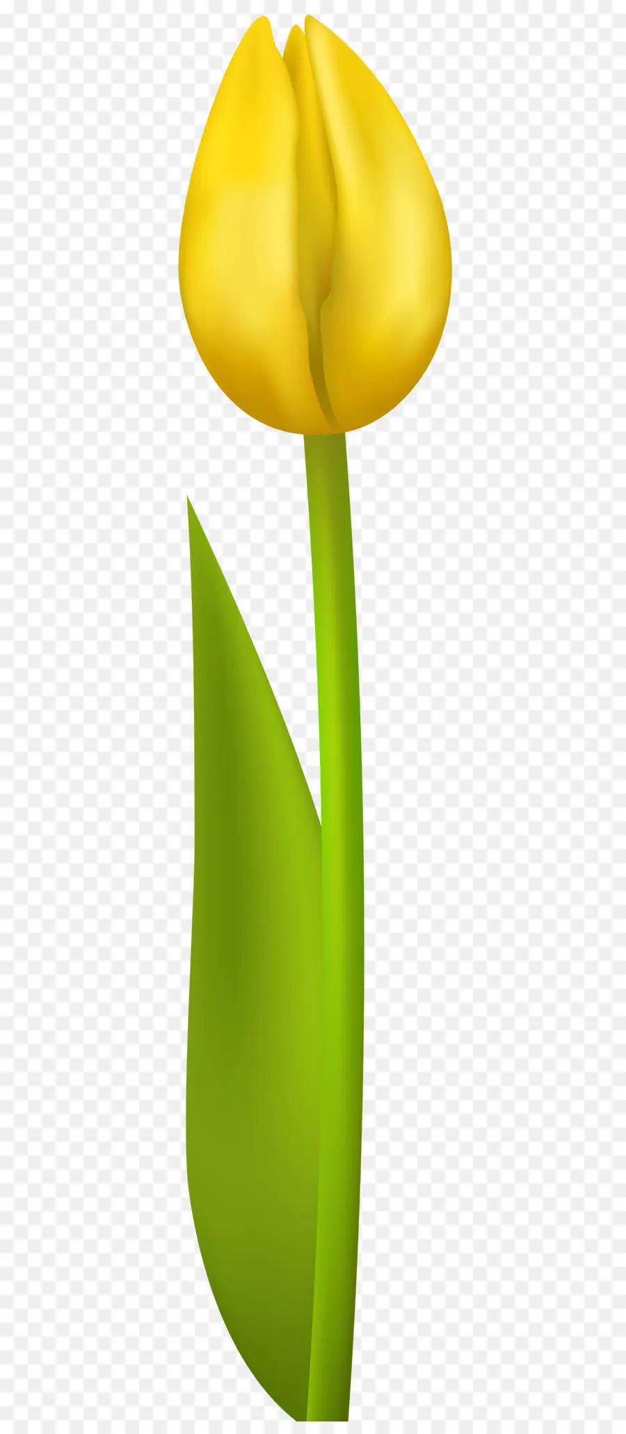 Tulipán，Amarillo PNG