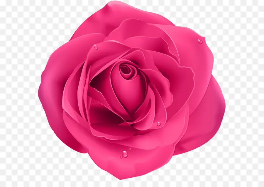 Rosa，Morado PNG