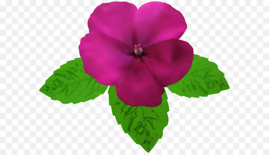 Magenta，Violeta PNG