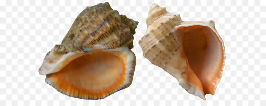 Concha De Caracola，Concha PNG