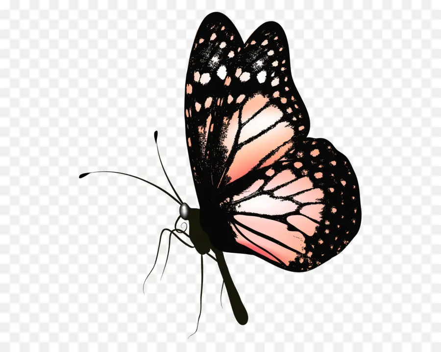 Mariposa，Color PNG