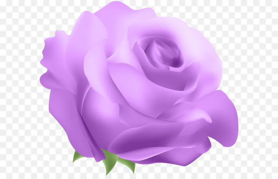 Rosa Rosa，Flor PNG