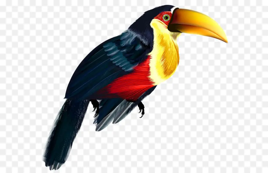 Pájaro，Loro PNG