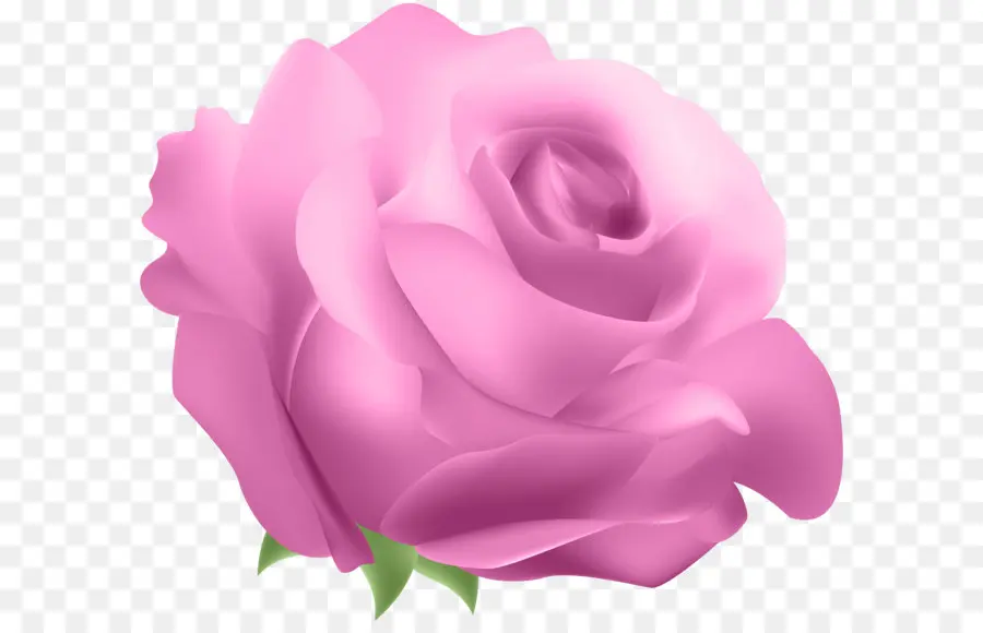 Rosa Rosa，Florecer PNG