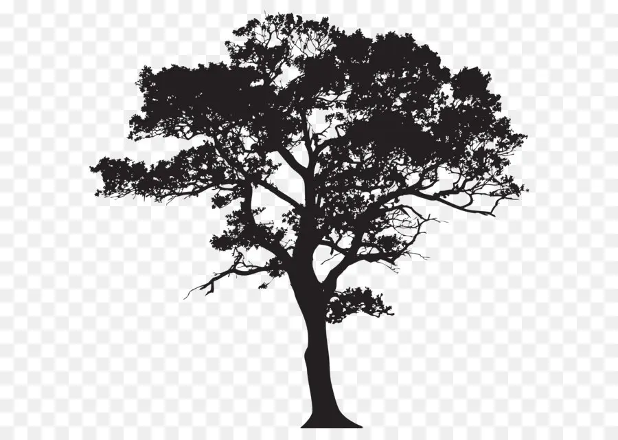 Árbol，Silueta PNG