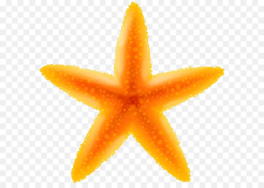 Estrella De Mar，Stock Fotografía PNG
