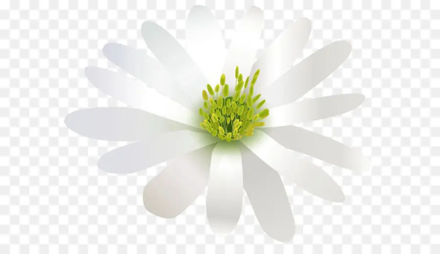 Flor，Blanco PNG