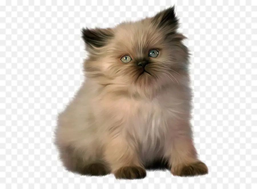 Maine Coon，Persa Cat PNG