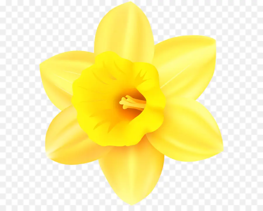 Narcissus，La Floración De La Planta PNG