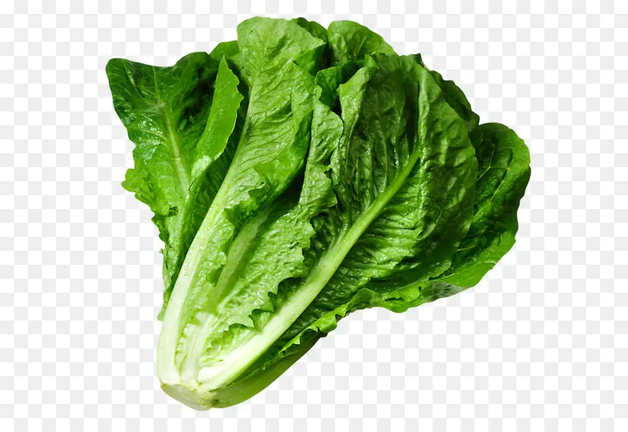 Butterhead Lechuga，Iceberg Lechuga PNG